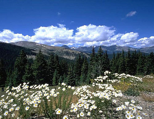 Адыгея, плато Лаго-Наки. Фото с сайта www.lagonaki.com Адыгея, плато Лаго-Наки. Фото с сайта www.lagonaki.com