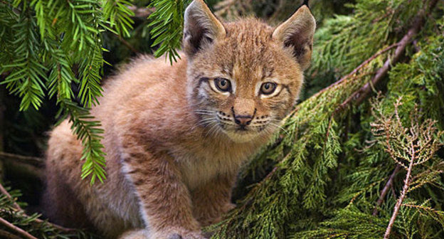 Котёнок евразиатской рыси. Фото с сайта http://ru.wikipedia.org