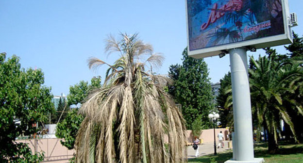 Краснодарский край, Сочи. Фото "Кавказского Узла"