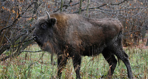 Зубр в Северо-Осетинском природном заповеднике, ноябрь 2009 года. Фото "Кавказского Узла"