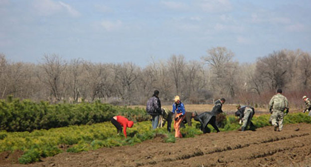 Посадка саженцев сосны крымской в питомнике г. Краснослободстка, Среднеахтубинский район Волгоградской области. 18 апреля 2010 года. Фото "Кавказского Узла"