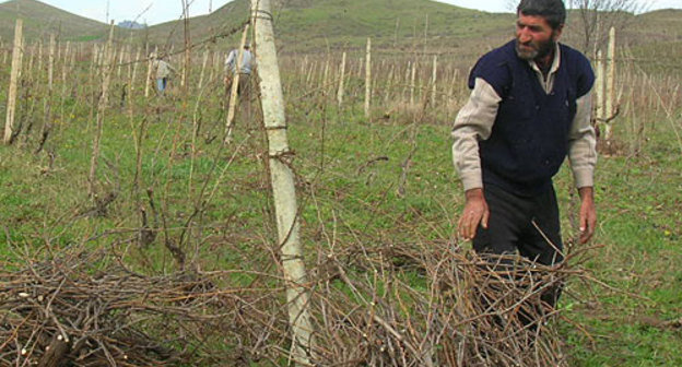 Нагорный Карабах, Мартунинский р-он. Виноградные плантации в поселке Красный Базар, март 2010 года. Фото "Кавказского Узла"