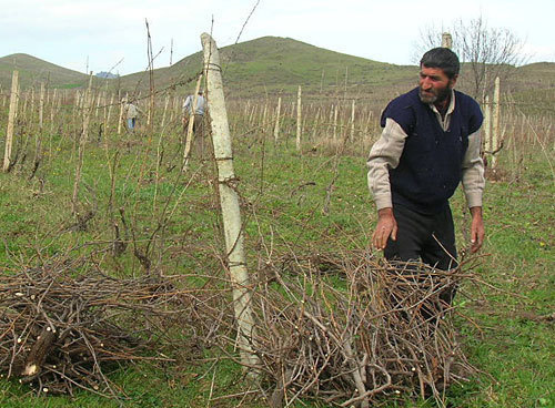 Нагорный Карабах, Мартунинский р-он. Виноградные плантации в поселке Красный Базар, март 2010 года. Фото "Кавказского Узла"