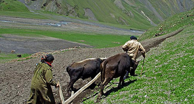 Посевные работы в Дагестане. Фото "Кавказского Узла"