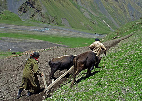 Посевные работы в Дагестане. Фото "Кавказского Узла"