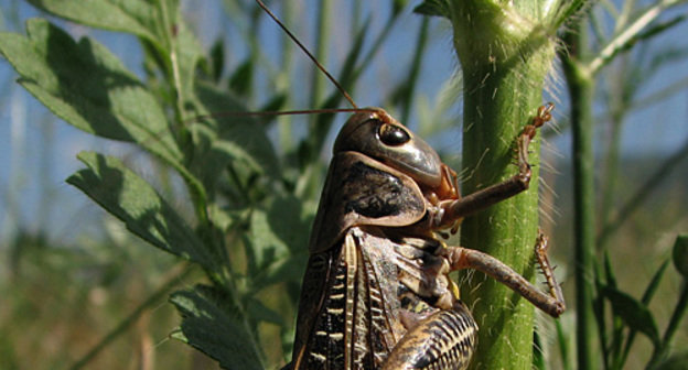 Саранча. Фото с сайта www.lifemoment.ru, автор Влад Зимин