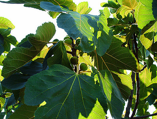 Дерево инжира в садах села Джугаани в Кахетии (Грузия). Фото с сайта www.flickr.com/photos/elashvili, автор Валерий Елашвили