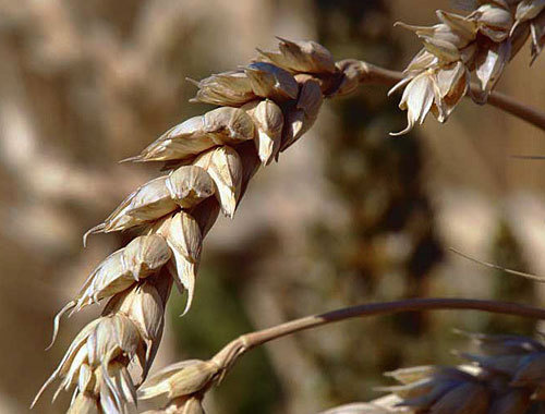 Колосья пшеницы. Фото с сайта www.volganet.ru