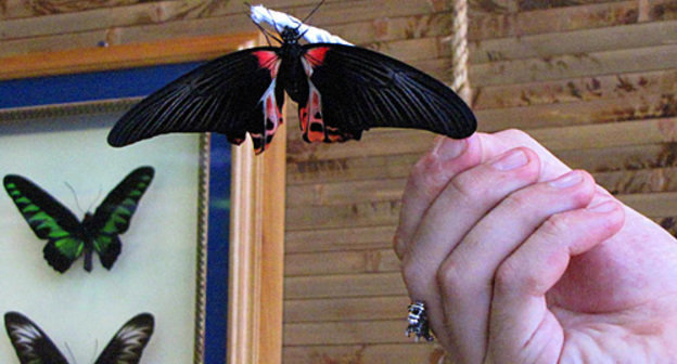 Парк живых бабочек в Ростове-на-Дону. Бабочка "Парусник Румянцева". 31 июля 2010 года. Фото "Кавказского узла"