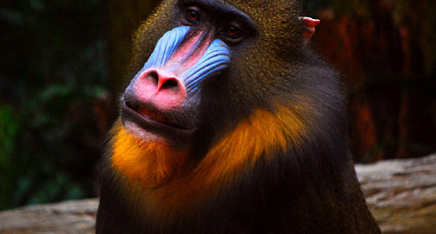 Обезьяна мандрил. Фото с сайта http://ru.wikipedia.org