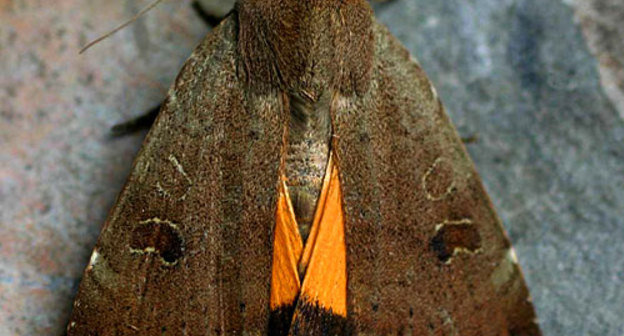 Совка желтокрылая средняя. Фото с сайта http://ru.wikipedia.org