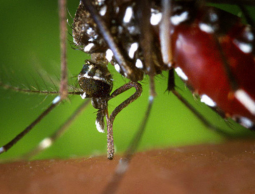Переносчик лихорадки Западного Нила комар "азиатский тигр". Фото с сайта http://ru.wikipedia.org