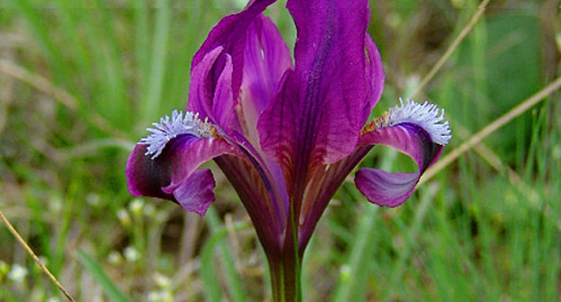 Ирис карликовый. Бекетовка, 2010 год. Фото Вадима Сагалаева