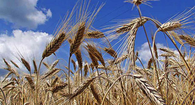 Пшеница. Фото с сайта www.volganet.ru