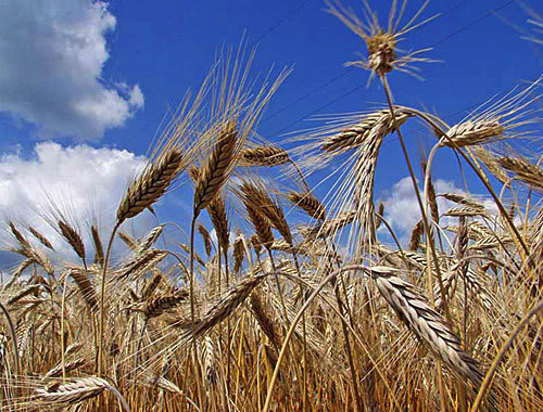 Пшеница. Фото с сайта www.volganet.ru