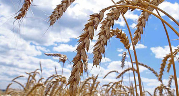 Колосья пшеницы. Фото с сайта www.volganet.ru