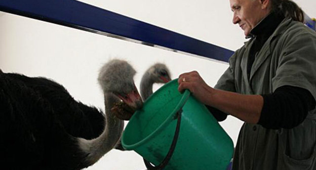 На страусиной ферме в Батайске Ростовской области. Фото с сайта www.krestianin.ru