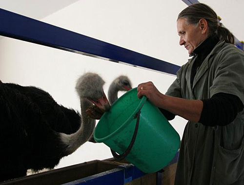 На страусиной ферме в Батайске Ростовской области. Фото с сайта www.krestianin.ru На страусиной ферме в Батайске Ростовской области. Фото с сайта www.krestianin.ru