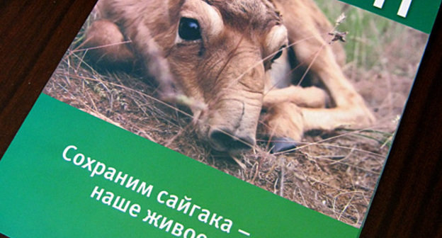 Календарь о сайгаках, выпущенный 21 декабря в Калмыкии. Фото "Кавказского узла"