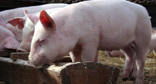 Подросшие поросята. Фото с сайта http://ru.wikipedia.org