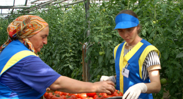 Сбор помидоров в теплице фермерского хозяйства в Кировском районе Северной Осетии. Апрель 2010 г. Фото "Кавказского узла".