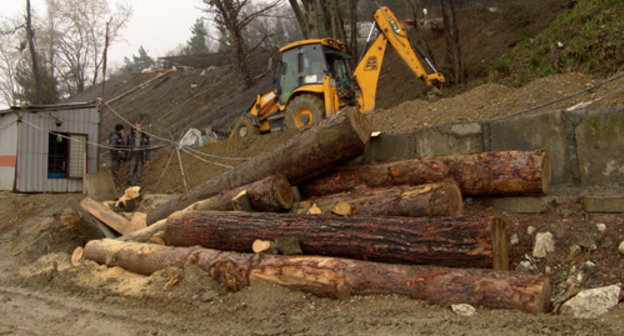 Рубка сосен на мысе Видном. Сочи, Хостинский район, Краснодарский край. 17 марта 2011 г. Фото: Мария Ухова, Экологическая Вахта по Северному Кавказу, www.ewnc.info