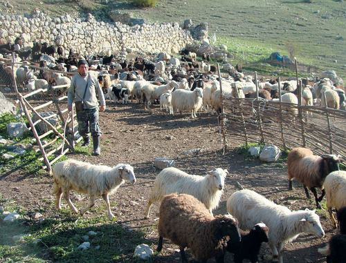 Пастух со стадом овец. Кабардино-Балкария. Фото из журнала "Фронтир", октябрь 2009 г., www.ramcom.net