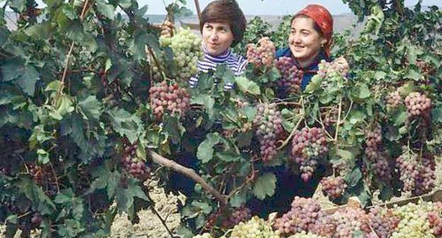 Дагестан. Молодежь работает на винограднике. 1980-е - 1990-е гг. Фото с официального сайта Президента Республики Дагестан www.president.e-dag.ru