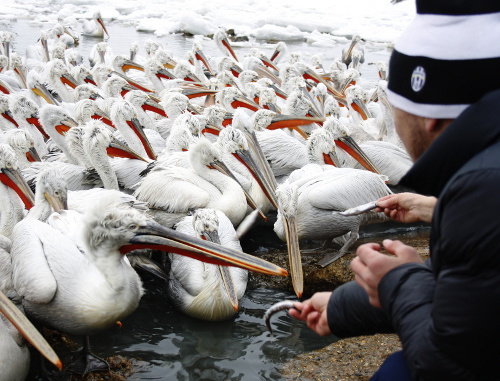 Местные жители подкармливают пеликанов в городской бухте Махачкалы. 16 февраля 2012 г. Фото предоставлено  Министерством природных ресурсов и экологии Республики Дагестан.
