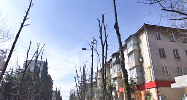 Кронирование деревьев неизвестной фирмой на улице Красноармейская в Сочи. Апрель 2012 г.  Фото Светланы Кравченко для "Кавказского узла"