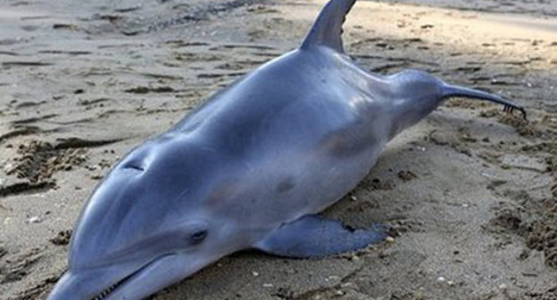 Молодой дельфин, погибший в Цемесской бухте, на центральном городском пляже Новороссийска. Май 2011 г. Фото: "Новороссийский рабочий", www.novorab.ru