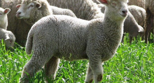 Ягненок северо-кавказской мясошерстной породы овец на пастбище племзавода Восток. Ставропольский край, Степновский район. Фото: http://pzvostok.livejournal.com