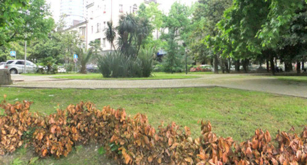 Массовая гибель компенсационных посадок лавровишни в парковой зоне Сочи. 1 июня 2012 г. Фото Светланы Кравченко для "Кавказского узла"