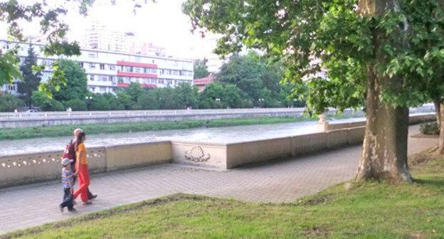 Компенсационные посадки лавровишни, посаженные в парке на улице Конституции на протяжении почти полкилометра, были удалены. Сочи, 2 мая 2012 г. Фото Светланы Кравченко для "Кавказского узла"