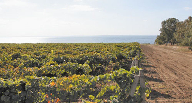 Виноградник в Краснодарском крае. Фото http://www.alcoexpert.ru