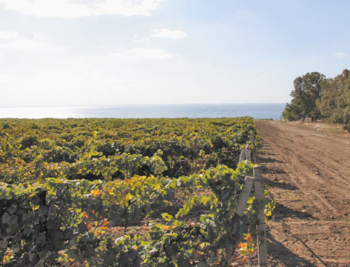 Виноградник в Краснодарском крае. Фото http://www.alcoexpert.ru