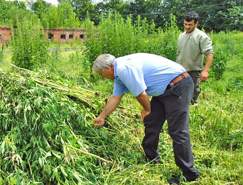 Сотрудники наркоконтроля за работой по уничтожению дикорастущей конопли. Северная Осетия, Пригородный район, окраина селения Михайловское, июнь 2012 г. Фото Дмитрия Тамерланова для "Кавказского узла"