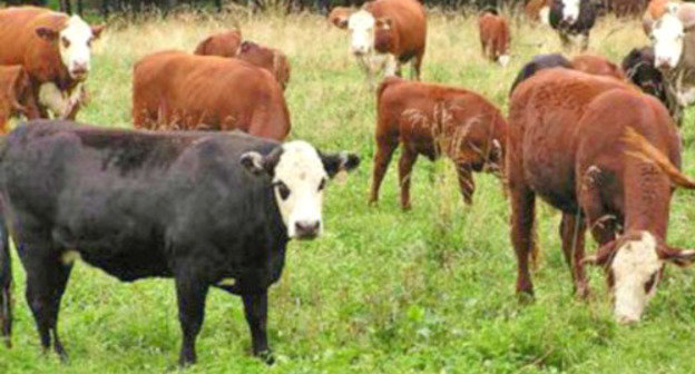 Стадо на пастбище. Фото http://www.riadagestan.ru