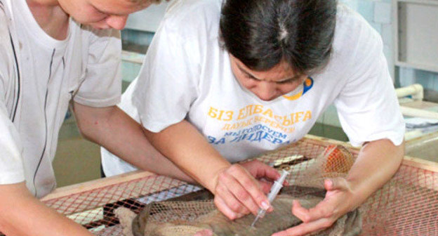 Астраханские ученые успешно реализовали низкозатратную технологию заводского воспроизводства сазана. На снимке: ихтиологи за работой. Астрахань, август 2012 г. Фото Вячеслава Ященко для "Кавказского узла" 