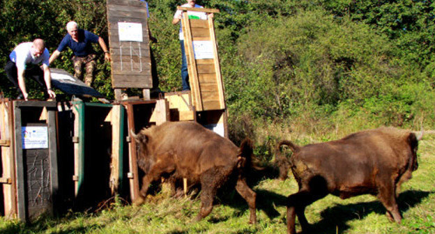 Выпуск зубров, доставленных  из Приокско-Террасного заповедника. Северная Осетия, Алагирский район. Фото Фатимы Икаевой для «Кавказского узла»