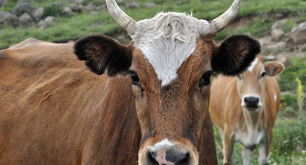 Коровы на пастбище, Армения. Фото: Nina Stössinger, http://www.flickr.com/photos/ninastoessinger/3816858451