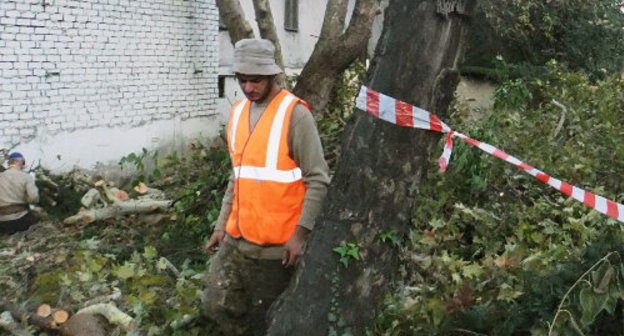 Рабочие спиливают деревья на улице Горького в Сочи. 2 ноября 2012 г. Фото Светланы Кравченко для "Кавказского узла"