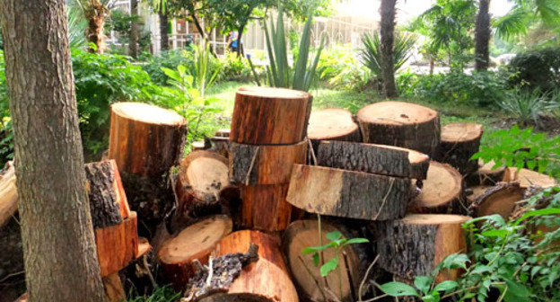 Неизвестные вырубили около 10 зеленых насаждений на Курортном проспекте. Сочи, 5 октября 2012 г. Фото Светланы Кравченко для "Кавказского узла"