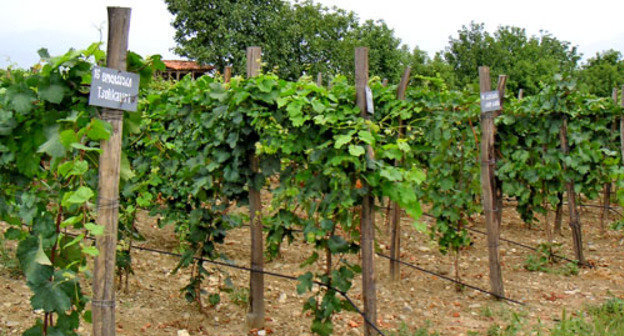 Виноградник в Кахети, Грузия. http://ru.wikipedia.org