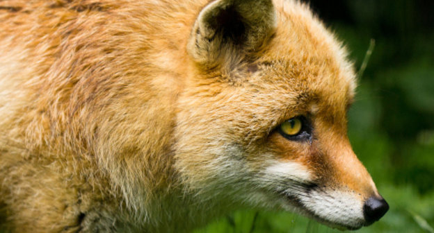 Лисица. Фото: Cloudtail, http://www.flickr.com/photos/blacktigersdream