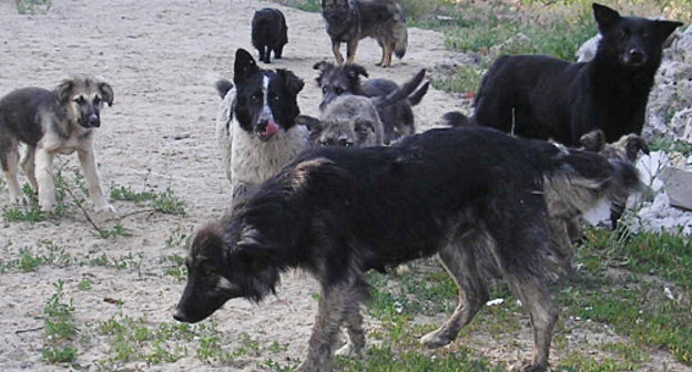 Бродячие собаки. Фото: Pretenderrs, http://ru.wikipedia.org