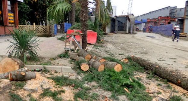 Рабочие срубили пять не подлежащих сносу кедров. Сочи, 24 ноября 2012 г. Фото Светланы Кравченко для "Кавказского узла"