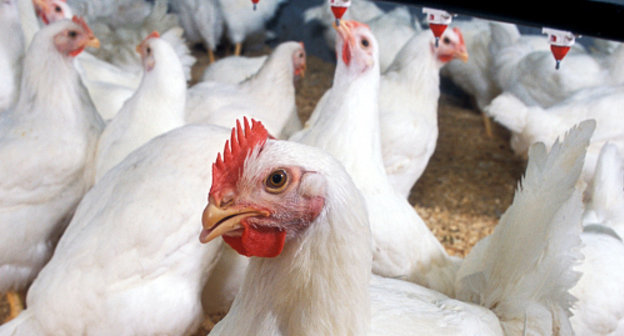 Куры на птицефабрике. Фото: U.S. Department of Agriculture, http://www.flickr.com/photos/usdagov