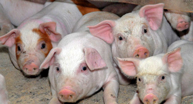 Свиньи. Фото: Иван Журавлев/Югополис