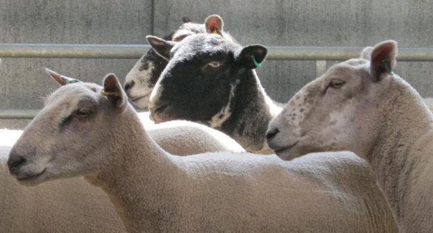 Здоровые овцы. Фото: Nottingham Vet School, http://www.flickr.com/photos/nottinghamvets